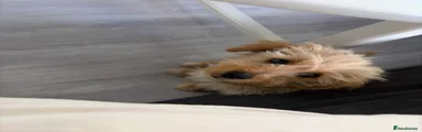 Jackapoo 1