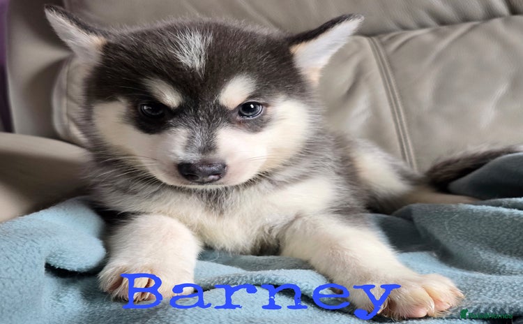 Pomsky dogs - Advert 1