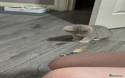 British Shorthair cats for sale: BSH Kitten Bean - Image 16