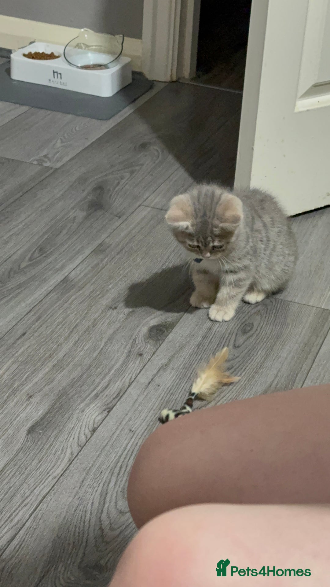 British Shorthair cats for sale: BSH Kitten Bean - Image 16