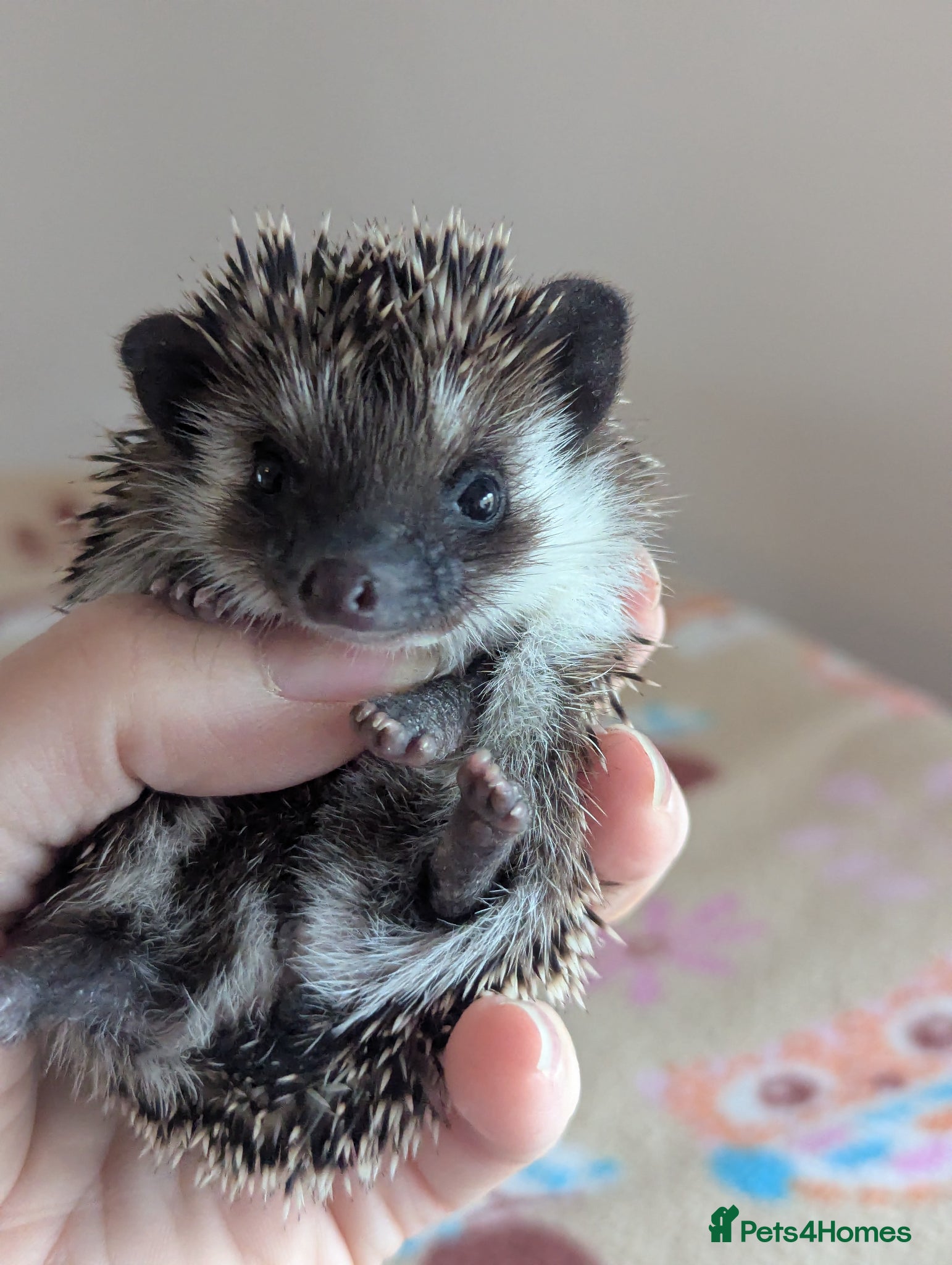 Pygmy Hedgehog rodents Gorgeous Hoglets Ready to Reserve Now - Advert 2