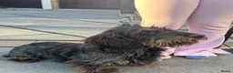 Dachshund dogs for sale: Full wire haired teckle pups - Advert 7