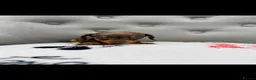 Miniature Dachshund dogs for sale: Miniature Dachshund in Nelson - Advert 22