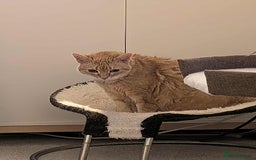 Mixed Breed cats for adoption: Meet Lucy & Lily – Looking for a Retirement Home - Image 4
