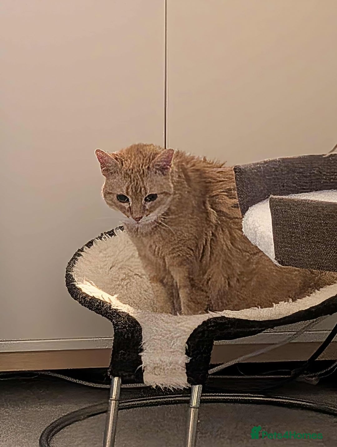 Mixed Breed cats for adoption: Meet Lucy & Lily – Looking for a Retirement Home - Image 4