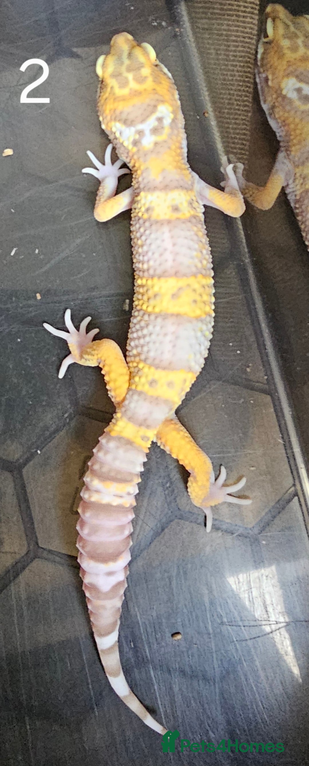Leopard Gecko reptiles for sale: Baby leopard geckos - Advert 3