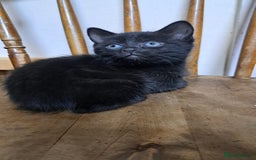 Mixed Breed cats for sale: Sweet Scottish mix kittens in Sutton - Image 5