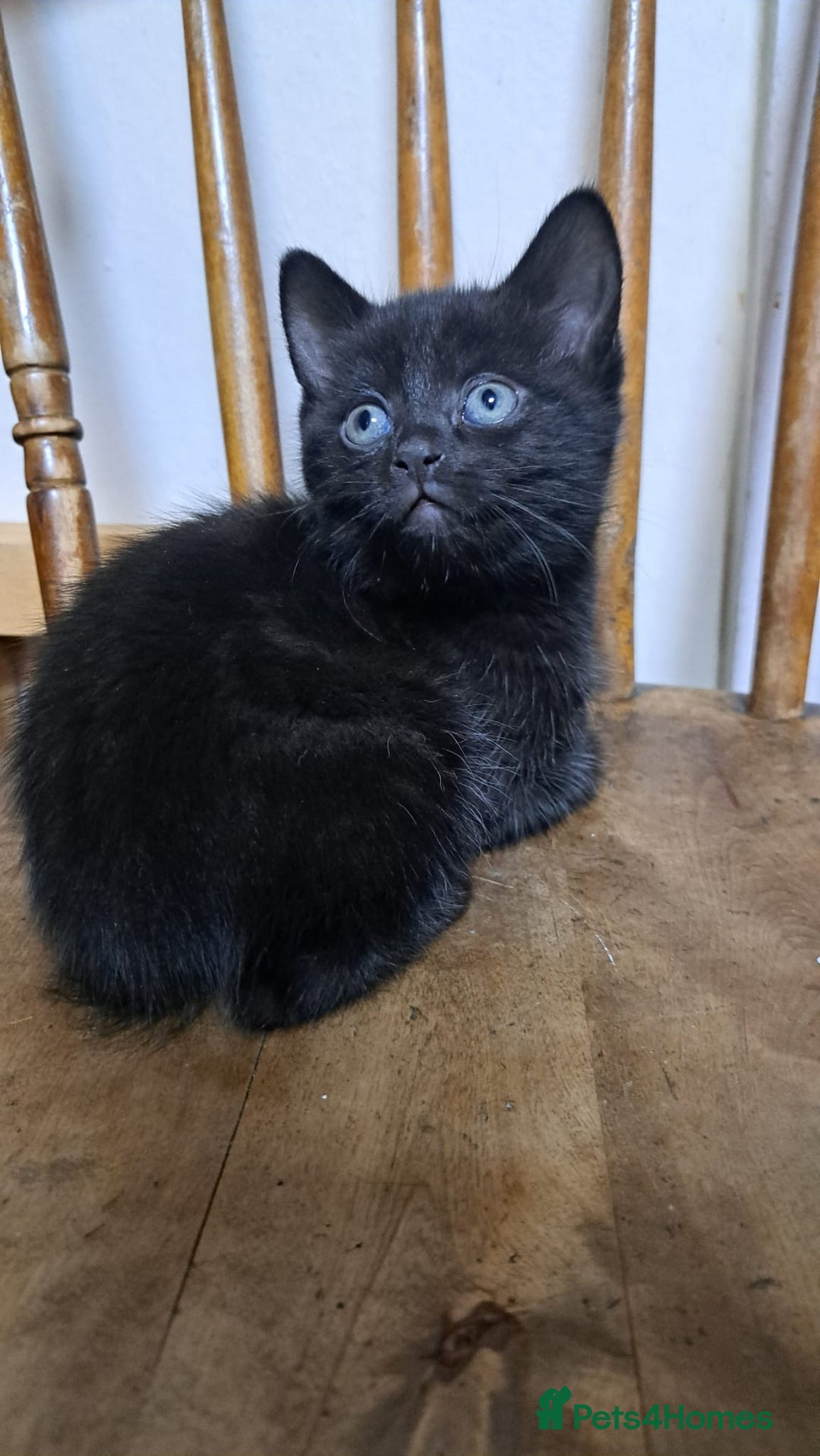 Mixed Breed cats for sale: Sweet Scottish mix kittens in Sutton - Image 5