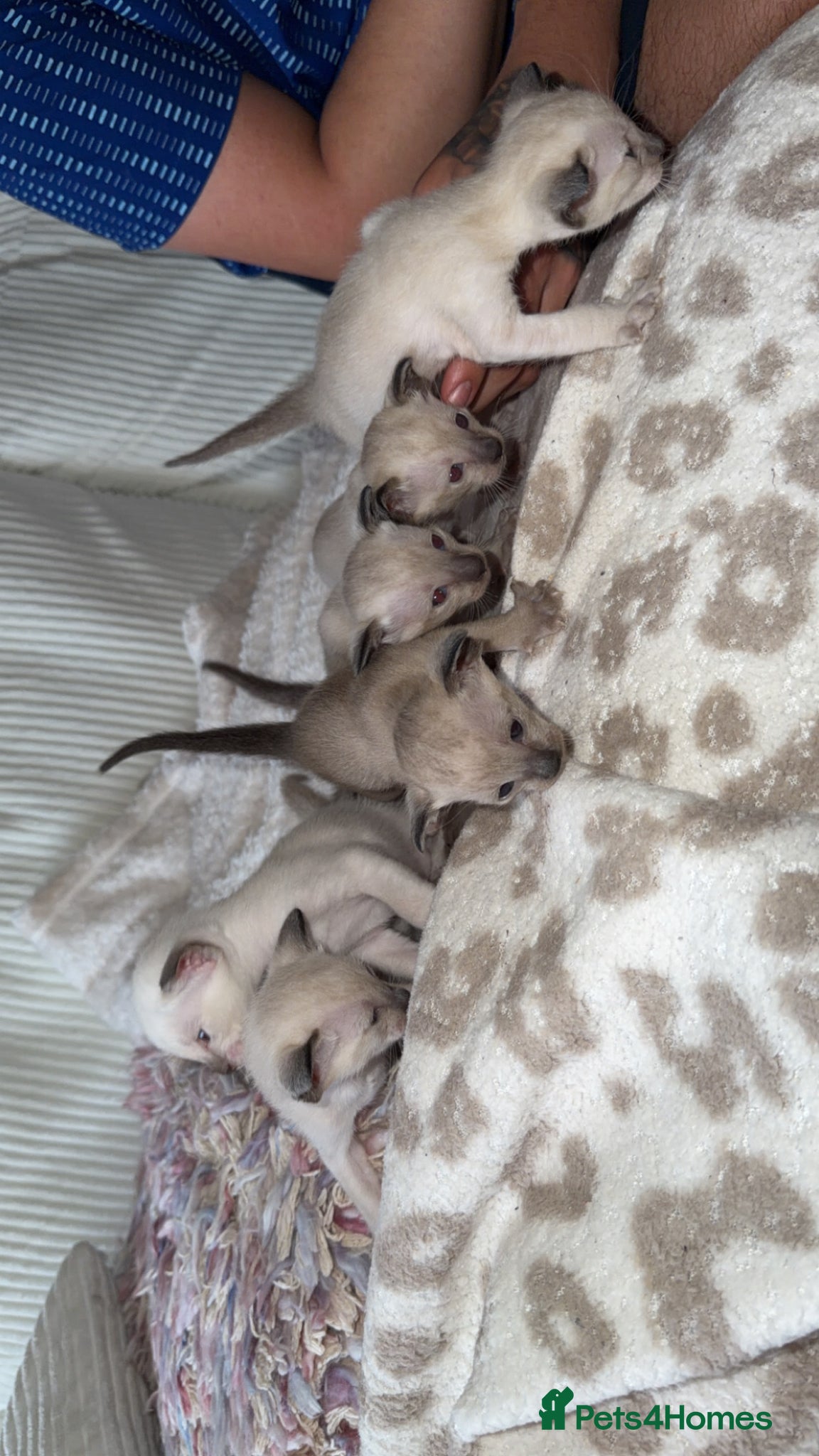 Siamese cats Siamese Kittens 🐱  - Advert 3