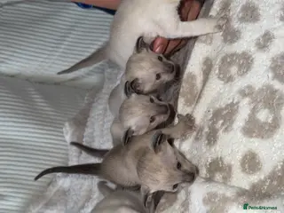 Siamese cats Siamese Kittens 🐱 - Advert 4