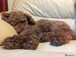 Miniature Poodle dogs - Advert 2