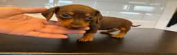 Dachshund dogs for sale: Dachshund puppies - Advert 5