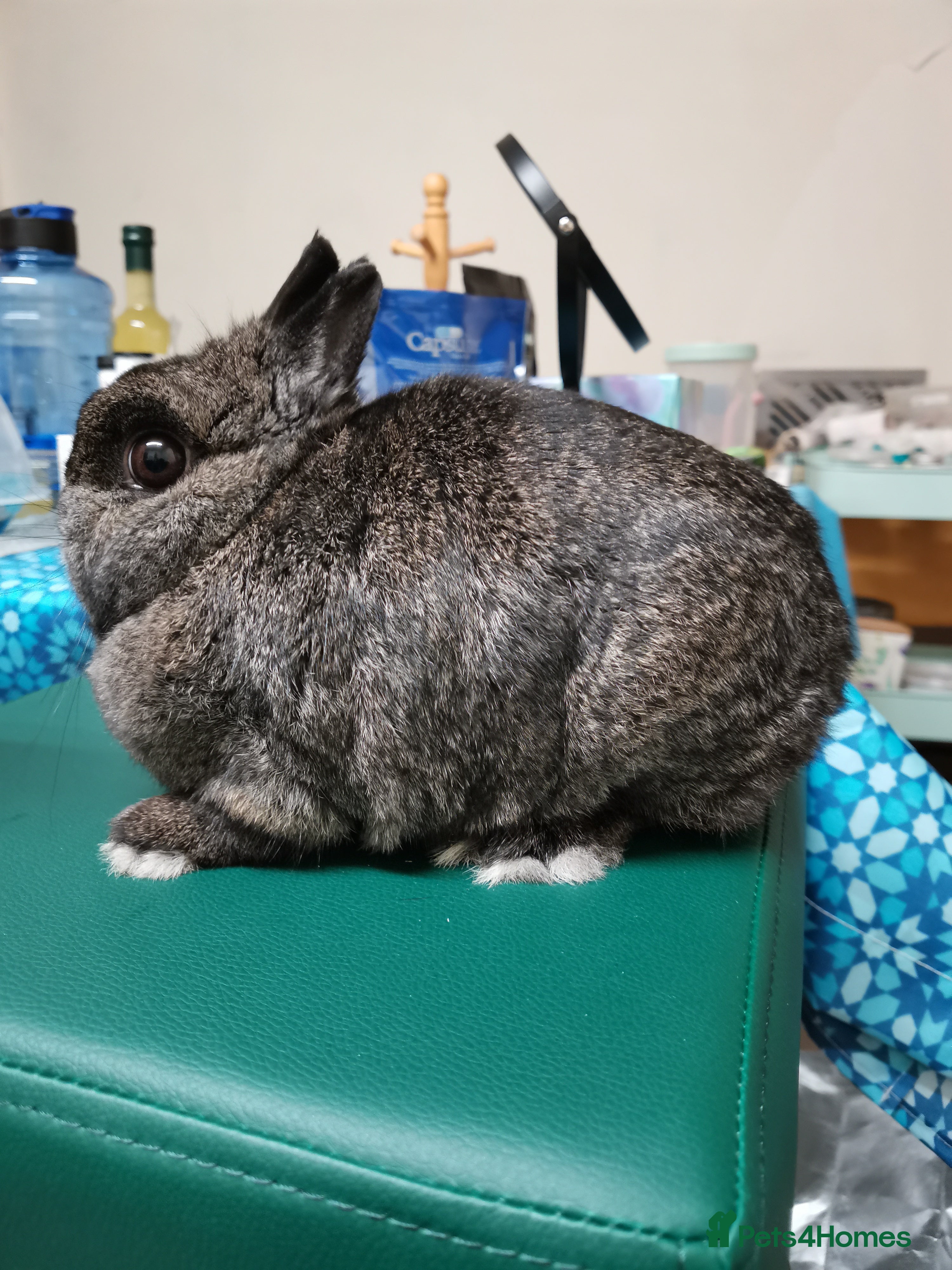 Netherland Dwarf rabbits Netherland Dwarf Rabbit  - Advert 16