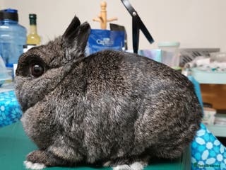 Netherland Dwarf rabbits Netherland Dwarf Rabbit - Advert 16