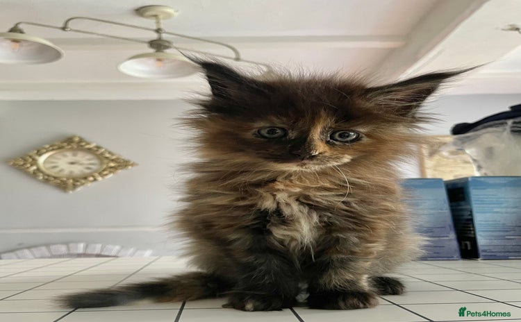 Maine Coon cats - Advert 3