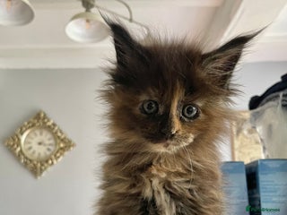 Maine Coon cats - Advert 31