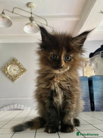 Maine Coon cats - Advert 9