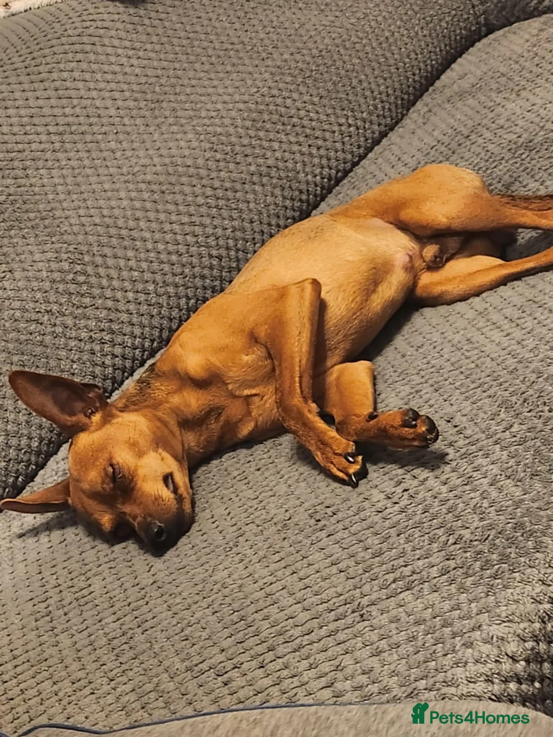 Miniature Pinscher dogs for stud: Toffik the stud  in Halifax - Advert 11