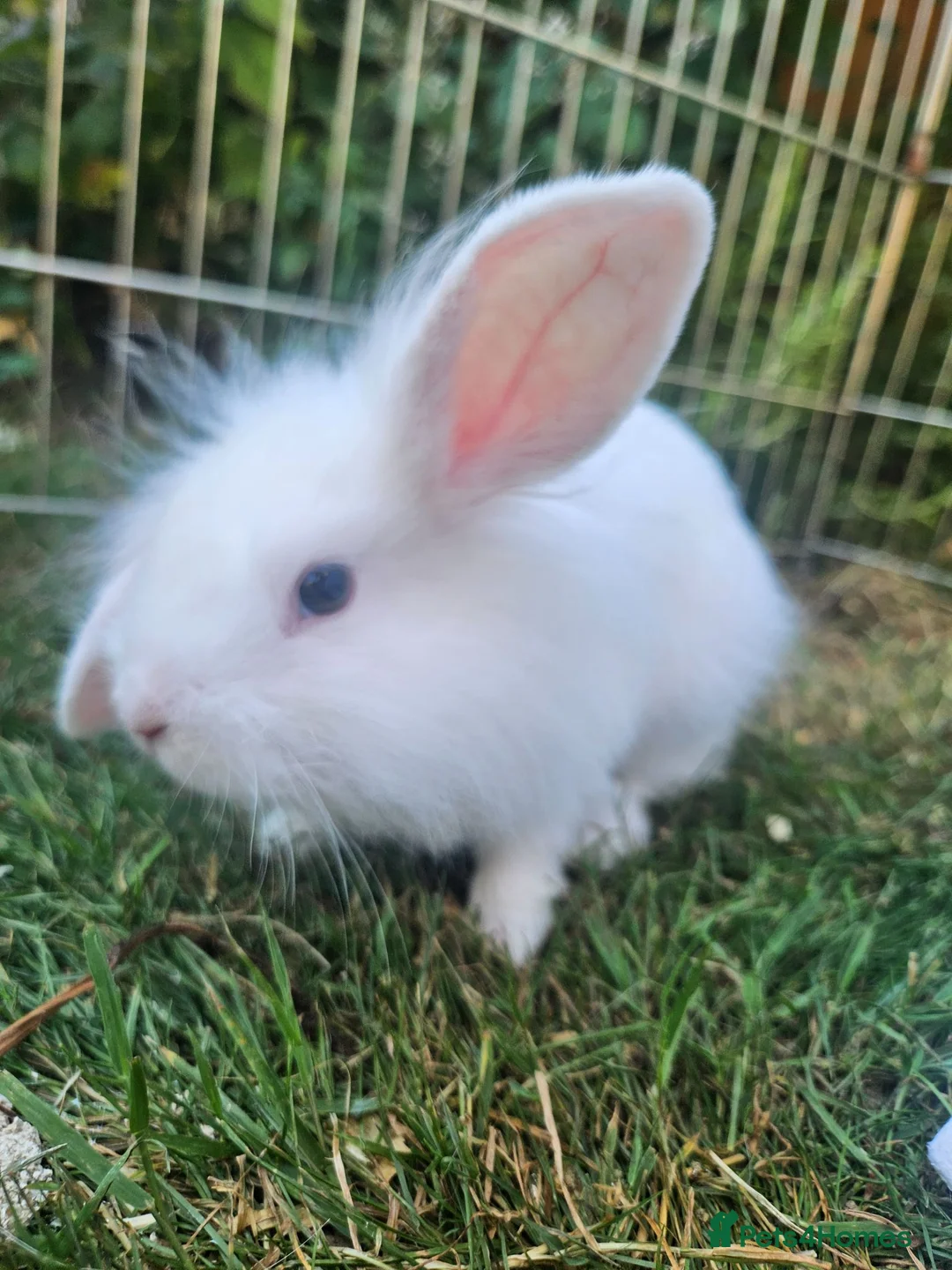 Lionhead rabbits for sale: Female Lionhead Rabbit 10 weeks old - Advert 1