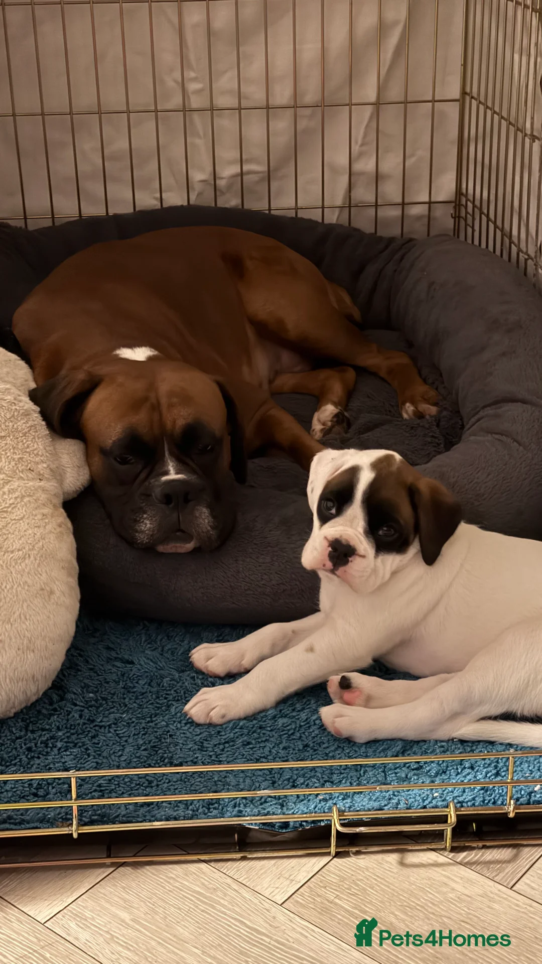 Boxer dogs for sale: Stunning White boy. - Advert 26