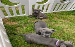 Staffordshire Bull Terrier dogs for sale: KC registered Blue Staffordshire bull terrier’s  in Colchester - Image 22