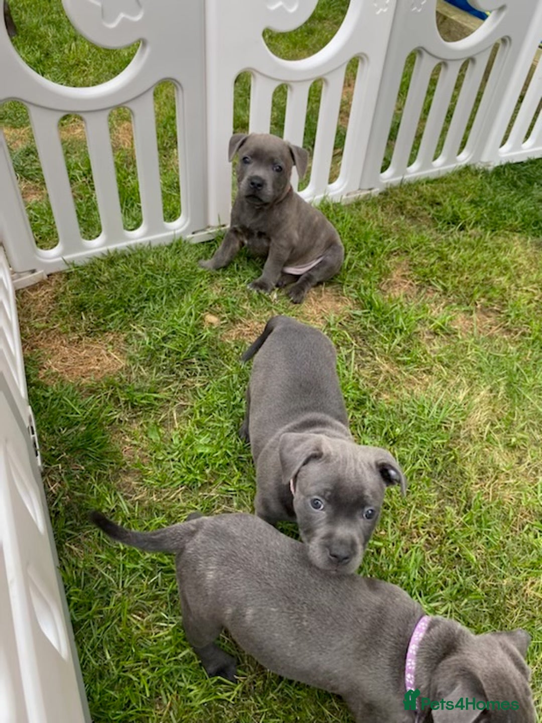 Staffordshire Bull Terrier dogs for sale: KC registered Blue Staffordshire bull terrier’s  in Colchester - Image 22