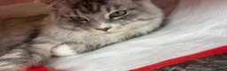 Maine Coon cats for sale: Our beautiful boy is for sale in Gainsborough - Advert 11