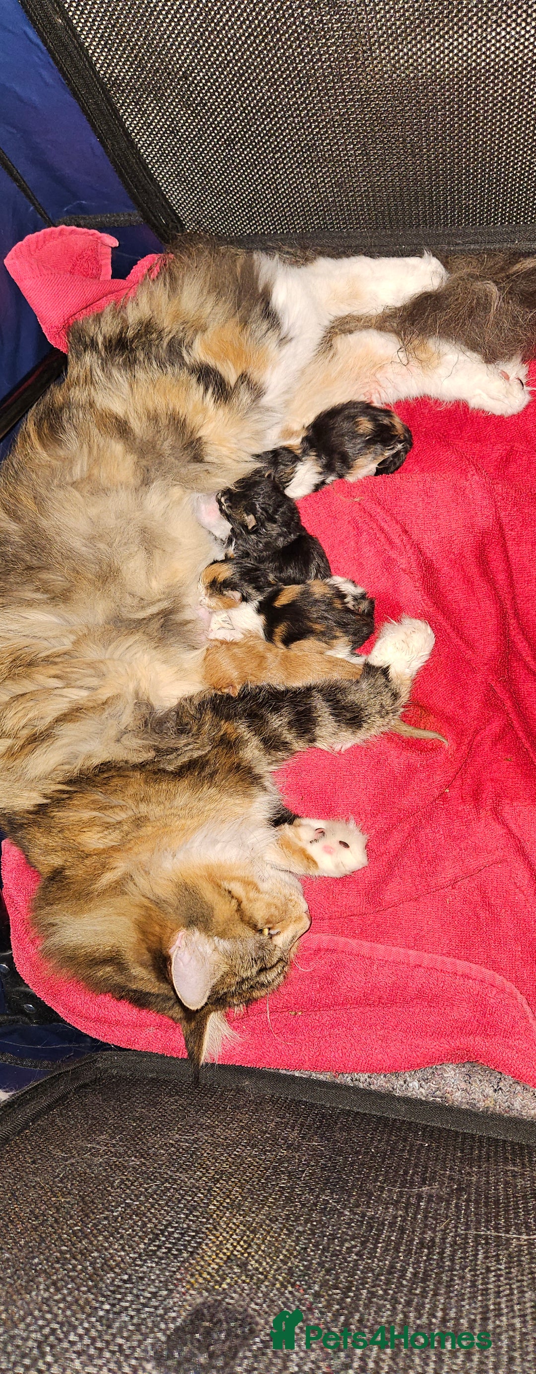 Maine Coon cats for sale: Active female maincoon gccf and tica - Image 15