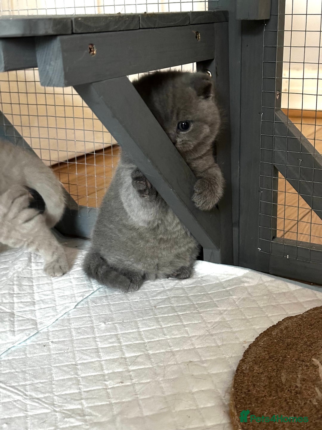 British Shorthair cats for sale: Blue British shorthair Female 7 months  - Advert 4