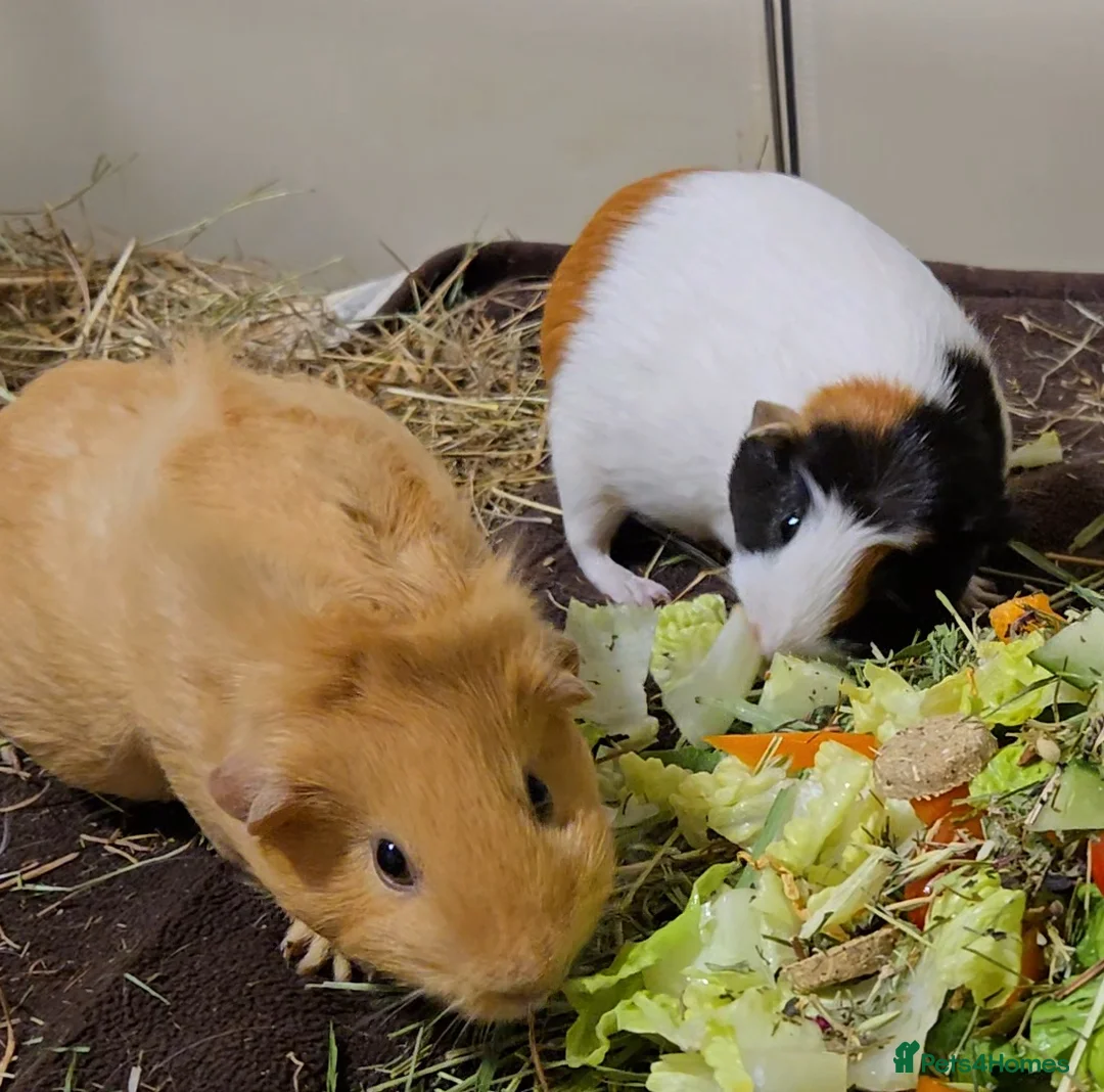 Guinea Pig rodents for sale: Two lovely sisters for rehome - Advert 3