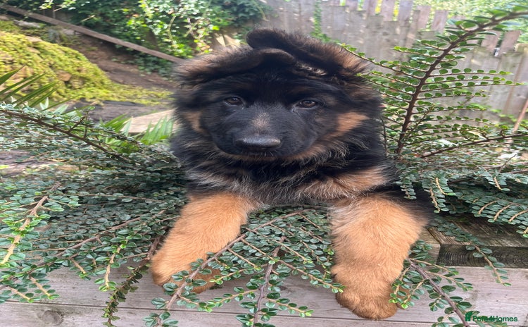 German Shepherd dogs - Advert 14
