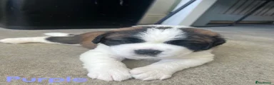 Saint Bernard Puppy - Purple