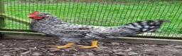 Chickens poultry for sale: Pair of Buff Columbian Brahma large fowl    - Advert 5