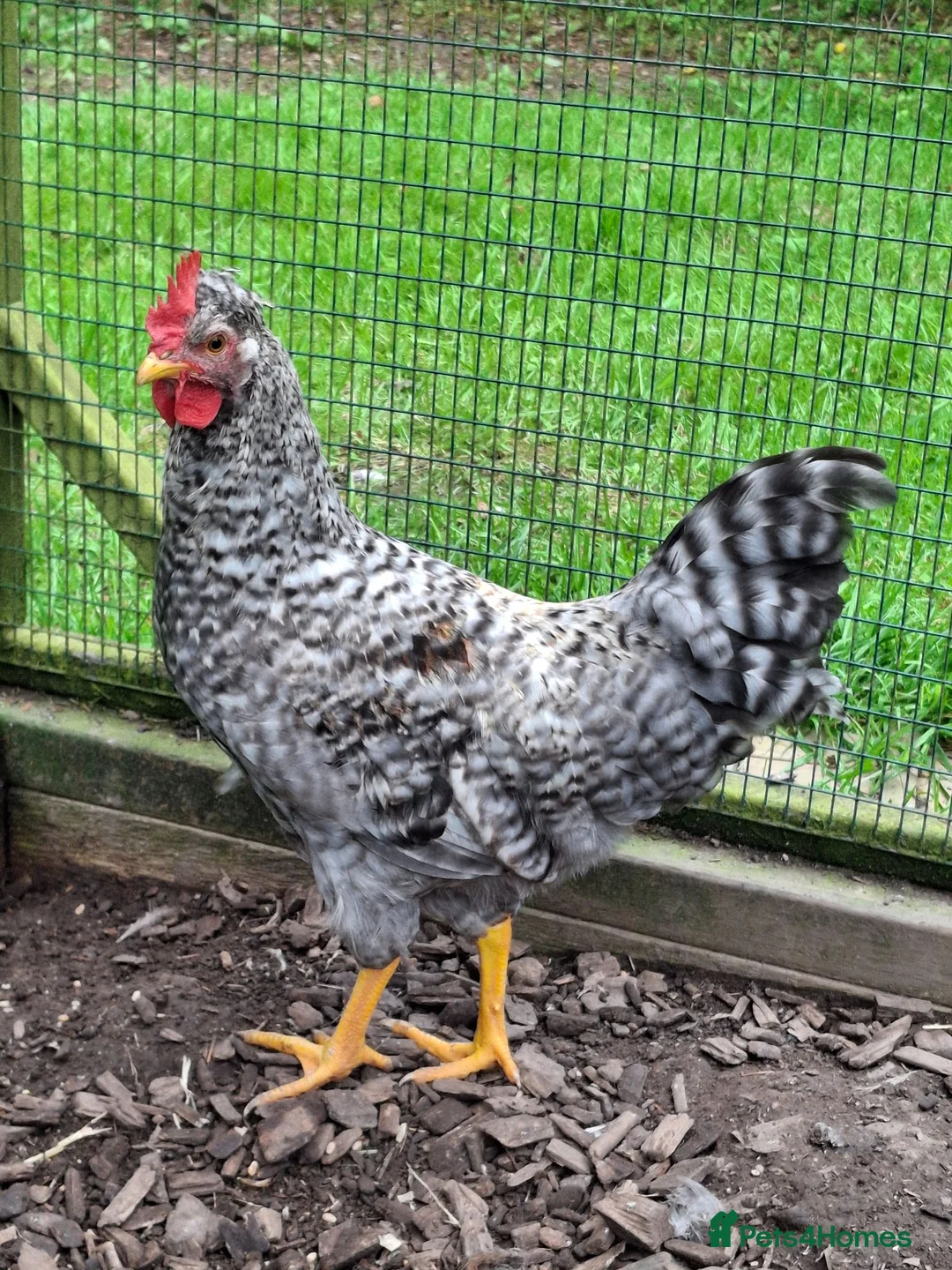 Chickens poultry for sale: Pair of Buff Columbian Brahma large fowl    - Advert 5