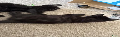 Siamese Kitten 2