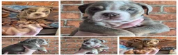 Mixed Breed dogs for sale: Stunning Old Tyme/English Bulldog Puppies–Ready2go - Advert 11
