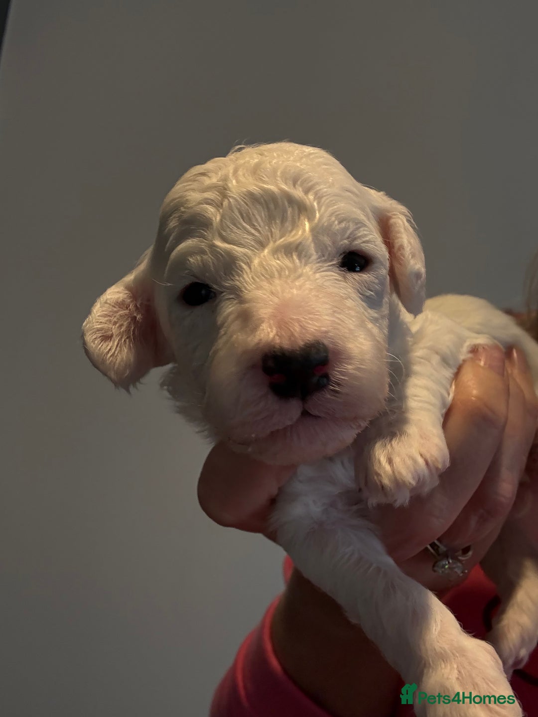 Cavapoo dogs for sale: F1b Cavapoos - Advert 3