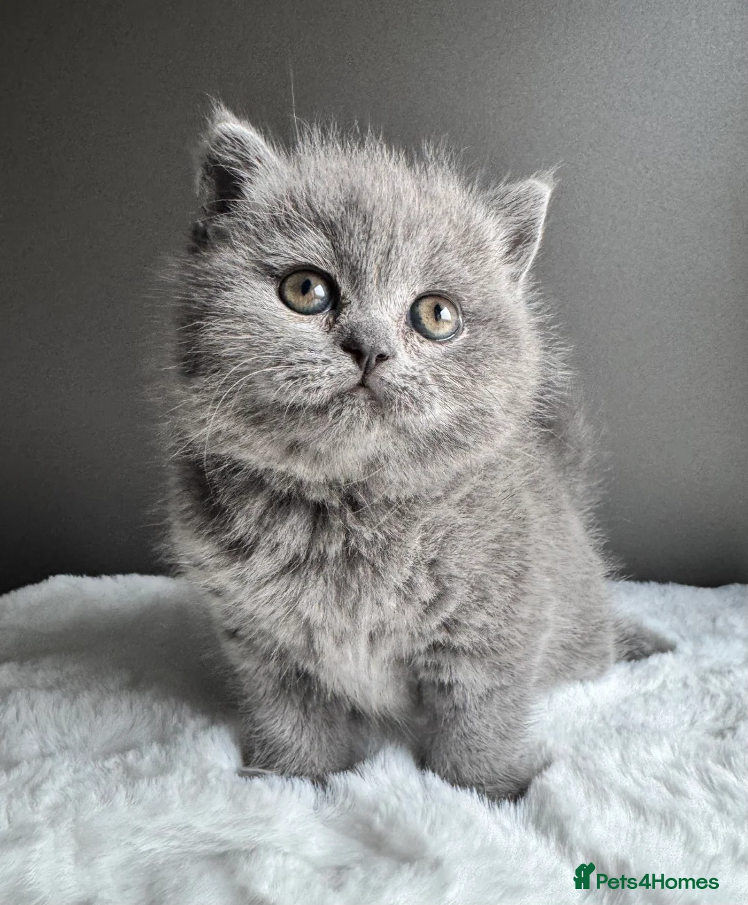 British Shorthair cats for sale: British Shorthair Kittens  - Advert 7