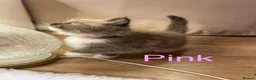 Ragdoll cats for sale: Beautiful Ragdolls  - Advert 3