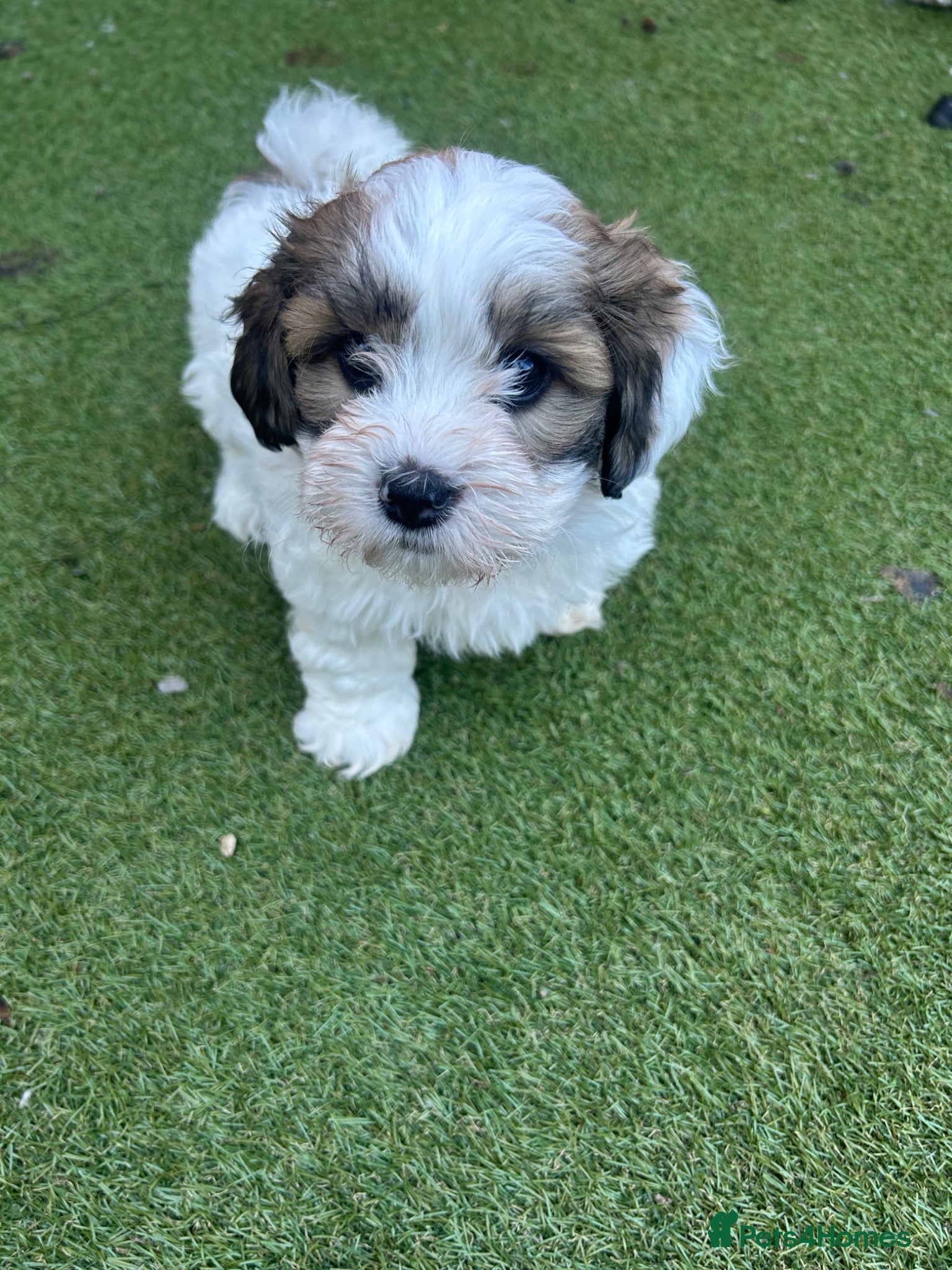 Havanese dogs Beautiful KC Registered Havanese Puppies - Advert 2
