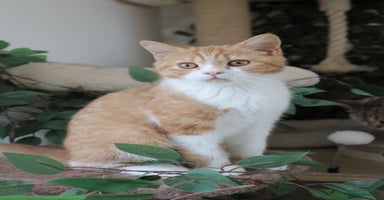 British Shorthair cats in Feltham - Advert 14