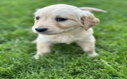 Golden Retriever dogs for sale: 7 kc golden retrievers left  - Image 15