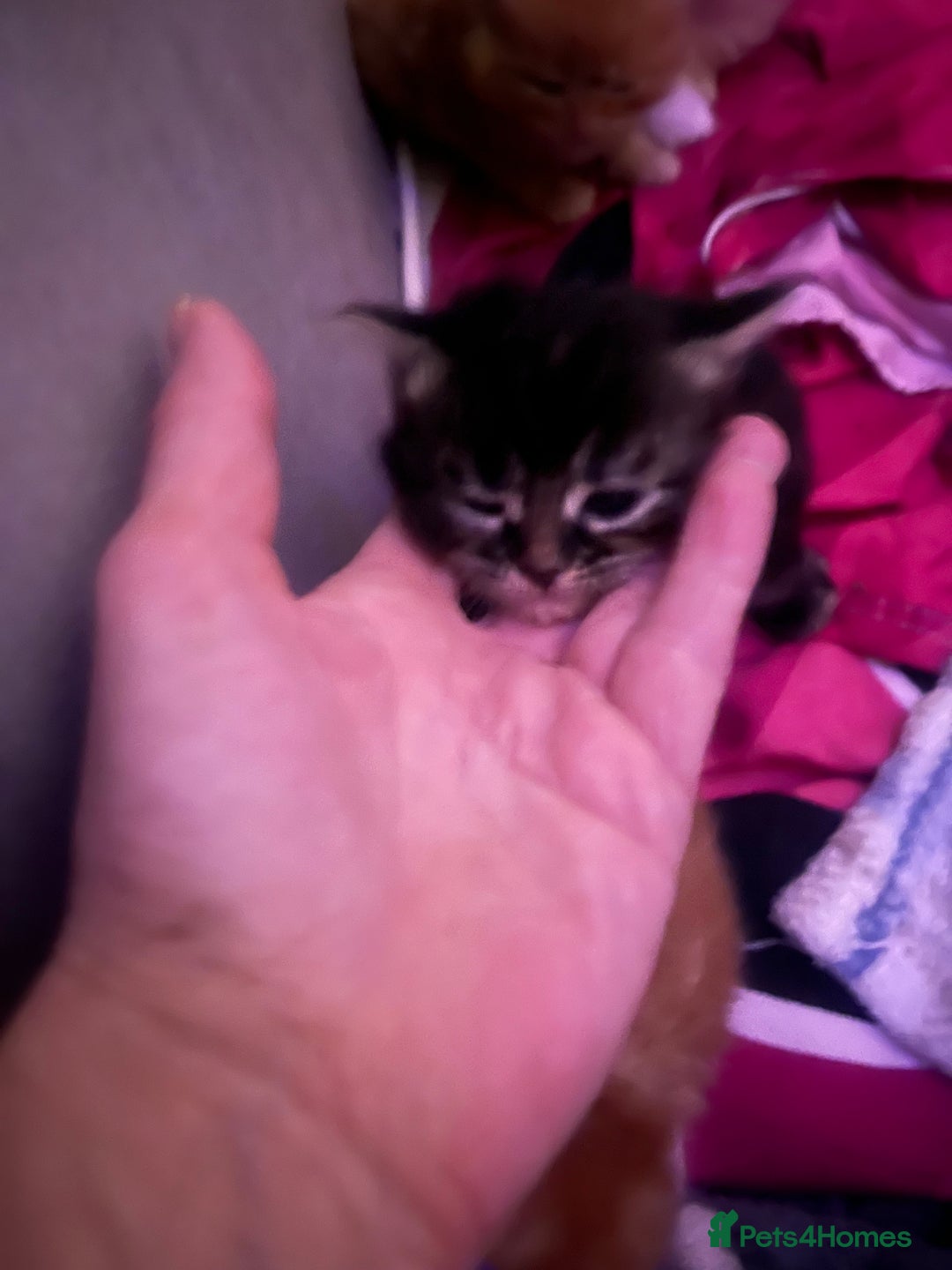 Maine Coon cats for sale: stunning maincoon babies  - Advert 3