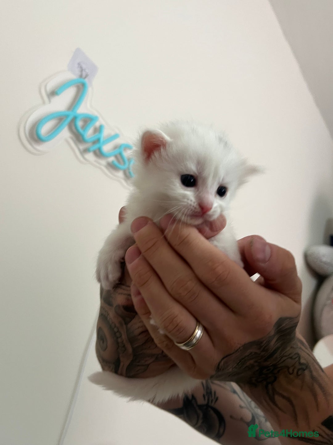 Mixed Breed cats for sale: Gorgeous kittens for sale - Image 19