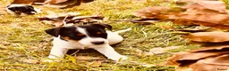 Jack Russell dogs for sale: Jack Russell Puppies for sale - Advert 10