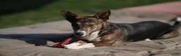 Mixed Breed dogs for adoption: Nala 💕  - Advert 2