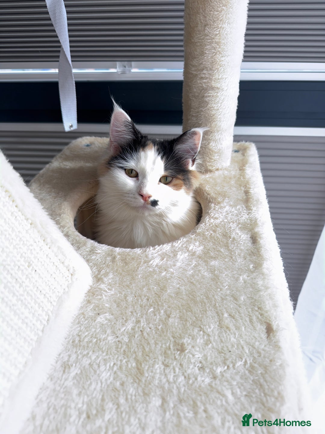 Mixed Breed cats for sale: Tiff - mixed breed - Advert 7