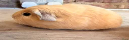 Guinea Pig rodents for sale: Purebred Self Buff Boar Available  - Advert 2