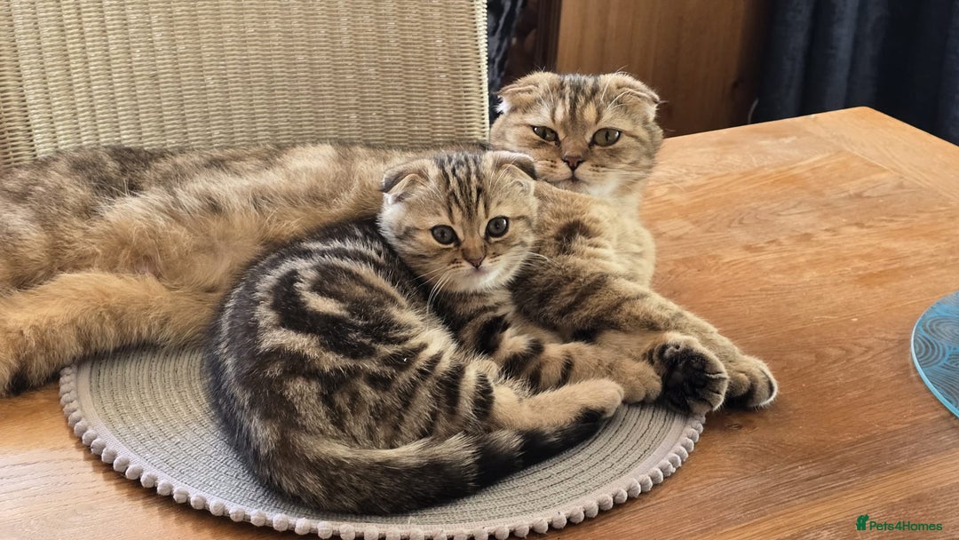 British Shorthair cats for sale: British grey shorthair and Scottish fold - Image 4