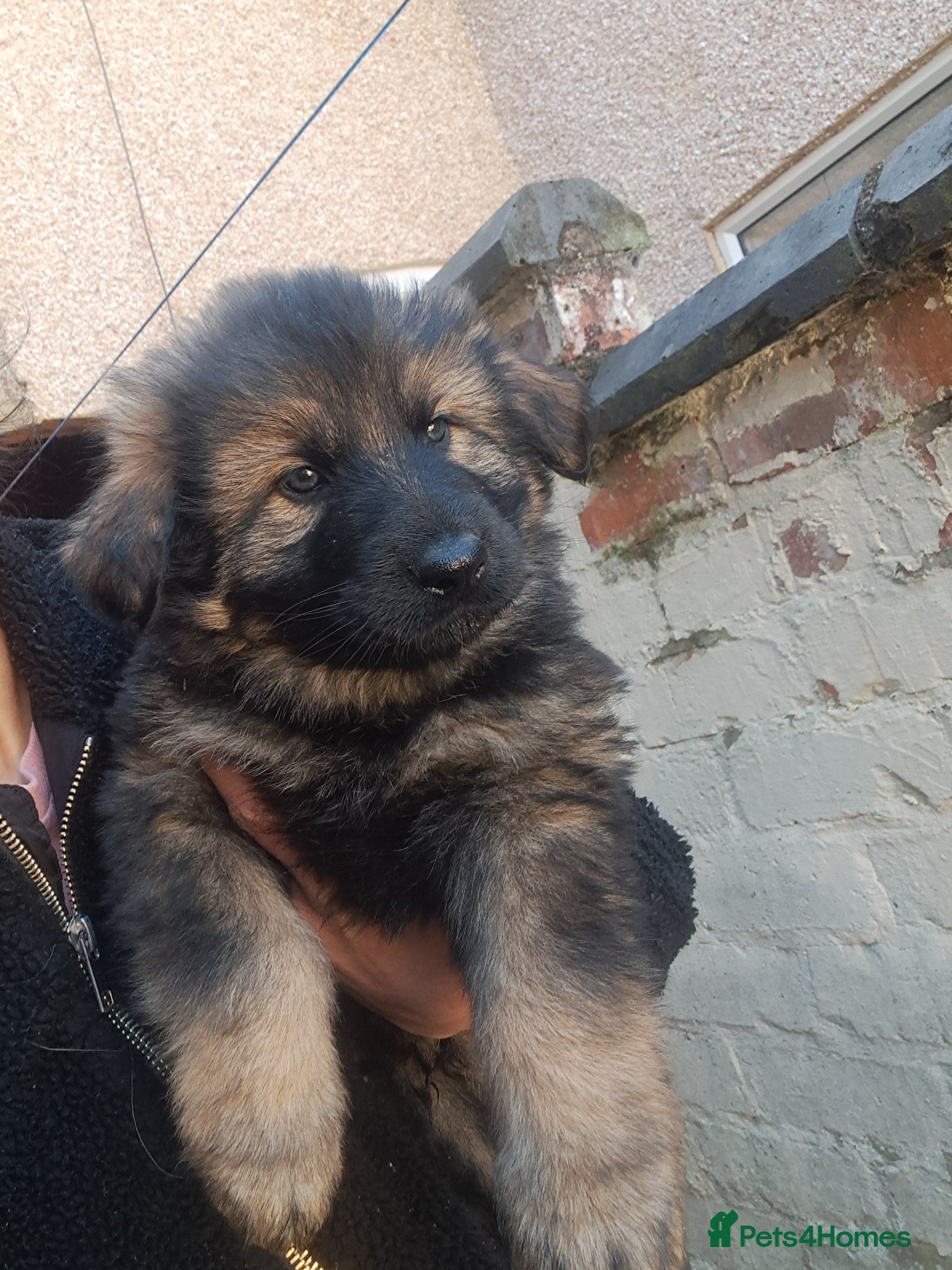 German Shepherd dogs German Shepherd straight back working line  - Advert 10